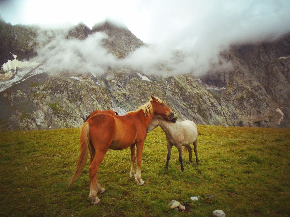 Photo of The Great Lakes Trek in Kashmir by Sakshi Nahar Dhariwal
