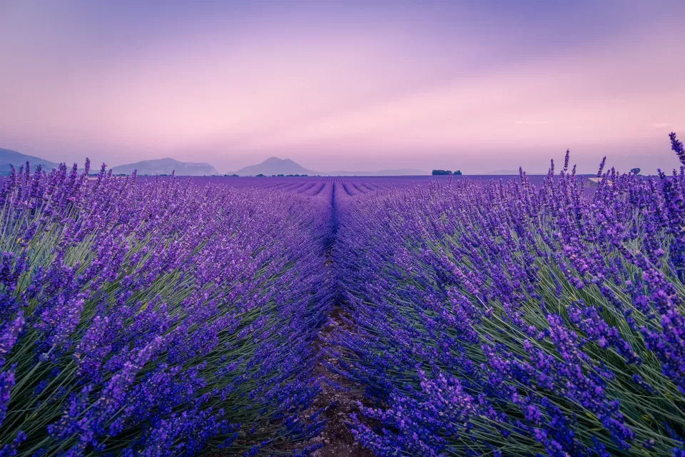 Photo of Provence, Provence-Alpes-Côte d'Azur by Sakshi Nahar Dhariwal