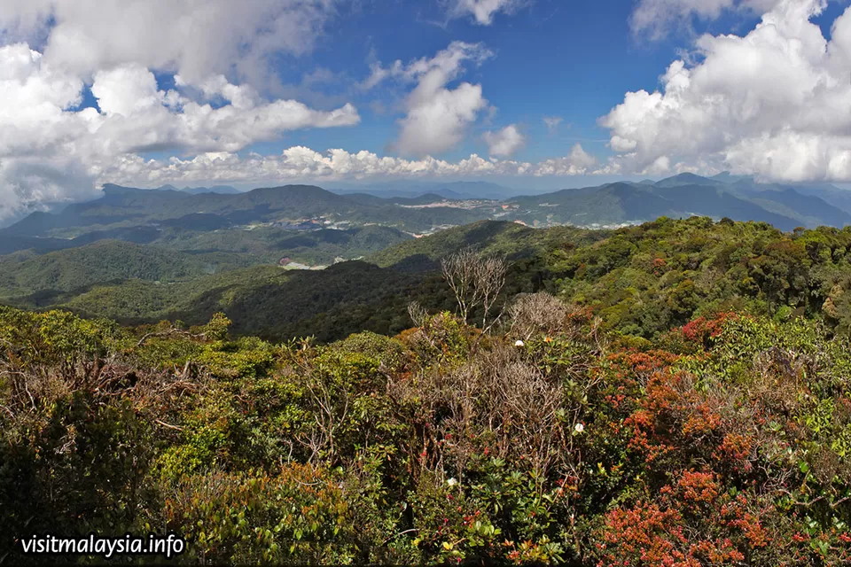 Photo of Mossy Forest, Brinchang by Sakshi Nahar Dhariwal