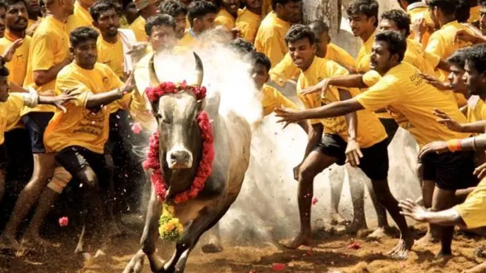 Photo of Jallikattu Street, Kokudi by Poorvi S