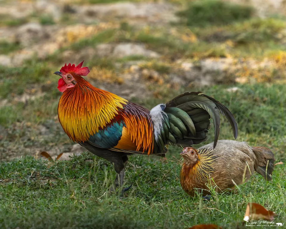 Photo of Visit the land of myriad landscapes and wildlife by Sujay Jamkhandi
