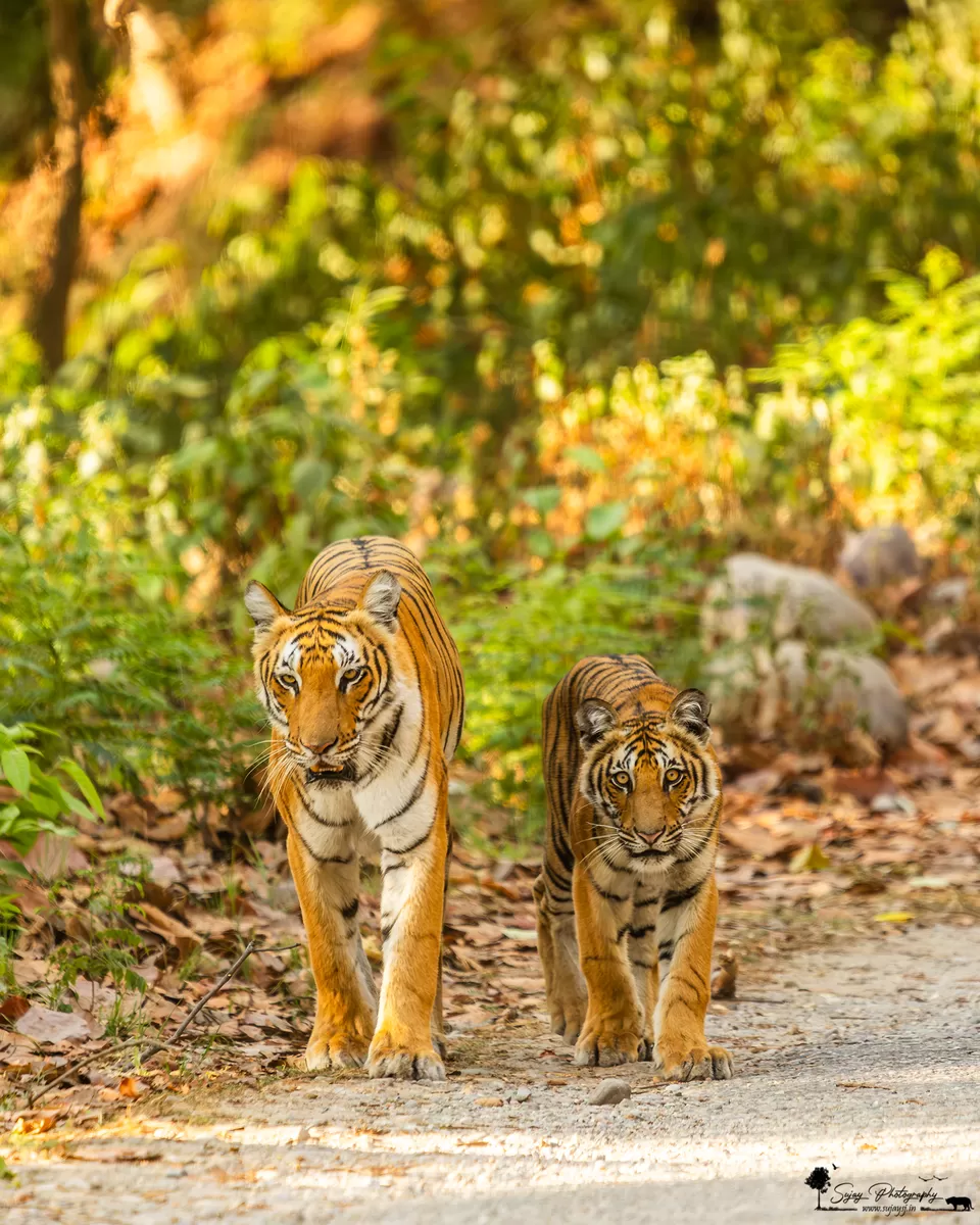 Photo of Visit the land of myriad landscapes and wildlife by Sujay Jamkhandi