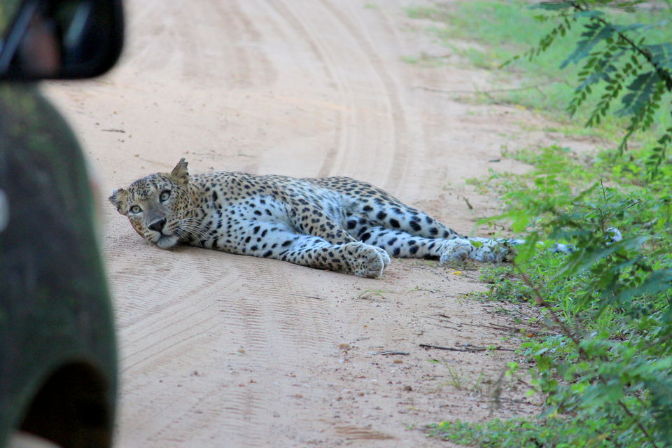 Photo of 30K, 7 Days & 1 Travel Experience of a Lifetime: Here's the Only Sri Lanka Itinerary You Need! by Riyanka Roy