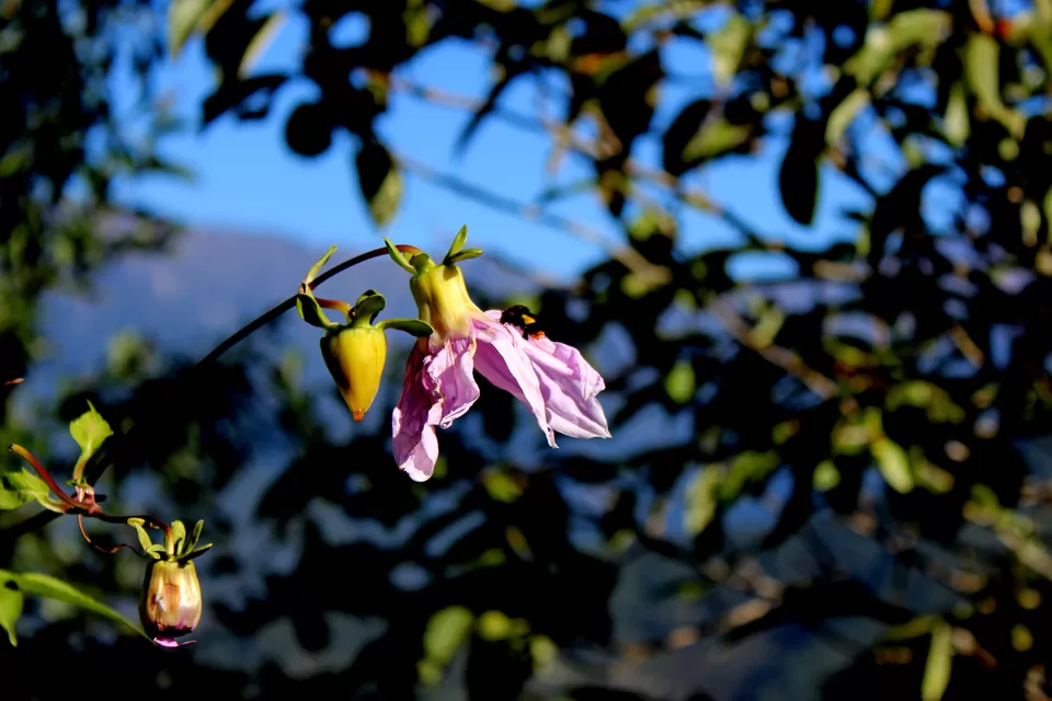 Photo of Yumthang, North Sikkim by Riyanka Roy