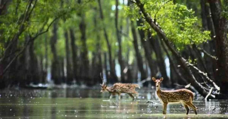 Photo of Sundarban, Dinajpur District by Riyanka Roy