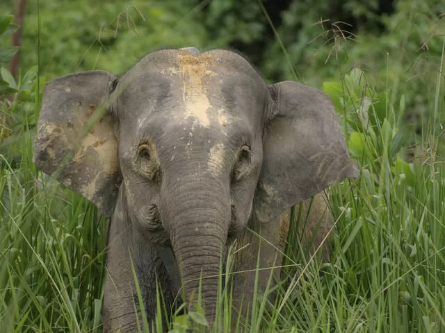 Photo of Ditch Africa for This Gorgeous South Asian Destination for a Perfect Wildlife Vacay by Riyanka Roy