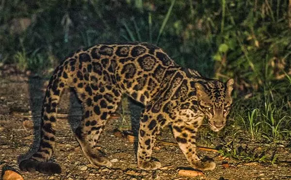 Photo of Ditch Africa for This Gorgeous South Asian Destination for a Perfect Wildlife Vacay by Riyanka Roy