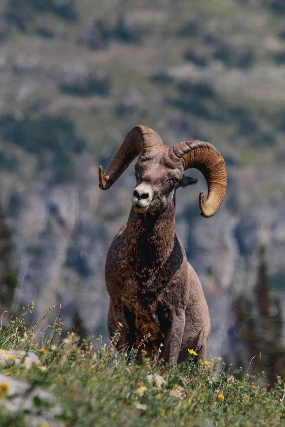 Photo of Glacier National Park, Montana by Riyanka Roy