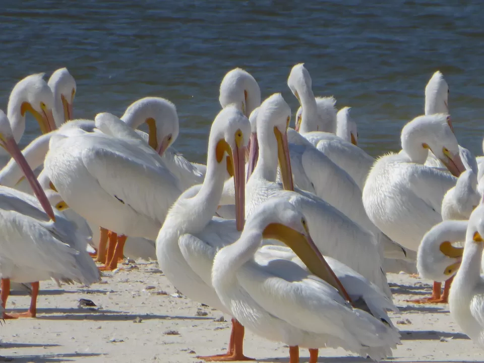 Photo of Everglades National Park, Florida by Riyanka Roy