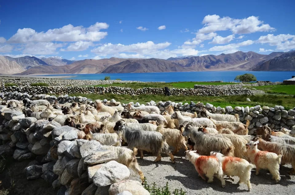 Photo of Beyond Nubra and Pangong, This Hidden Hamlet in Ladakh Must be on Your Travel Bucketlist by Riyanka Roy