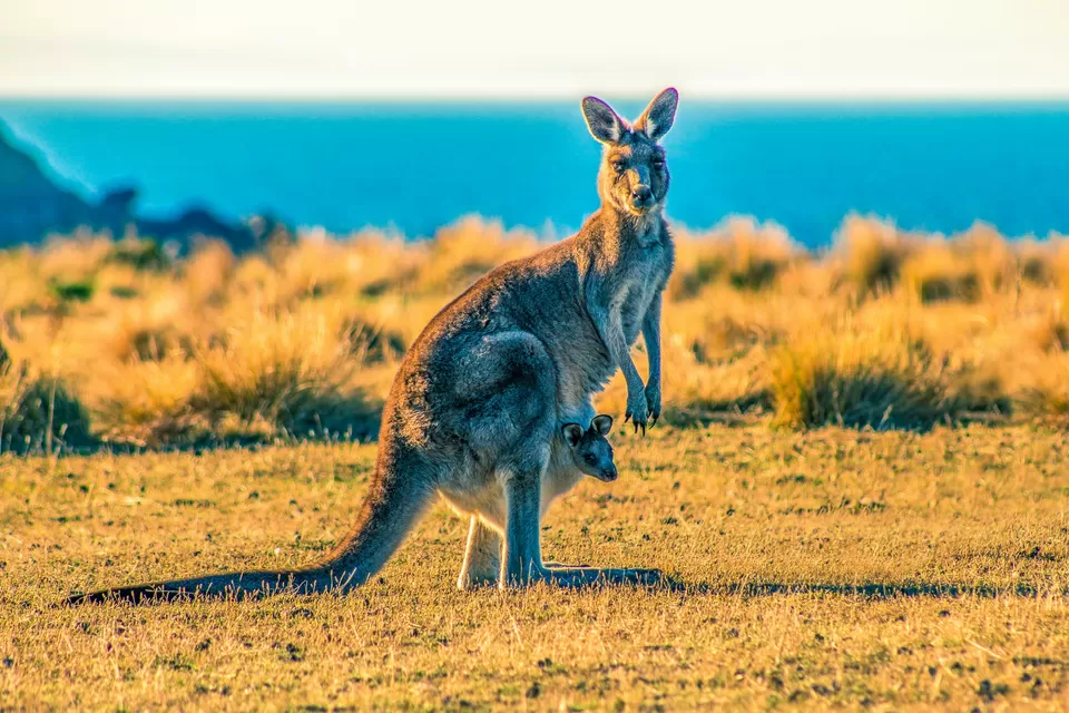 Photo of Kangaroo Island, Kangaroo Island Council by Namrata Das Adhikary 