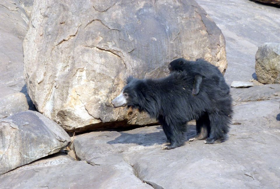 Photo of Daroji Sloth Bear Sanctuary, Seetharama Tanda by Bongyatri - Sourav and Anindita