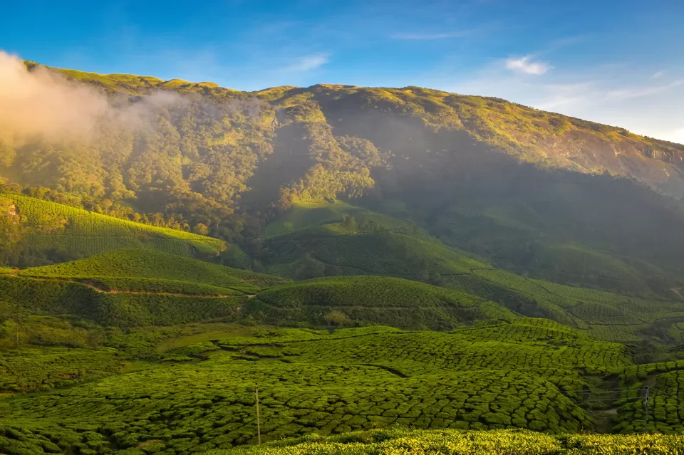 Photo of Tea Gardens, Munnar by Bongyatri - Sourav and Anindita