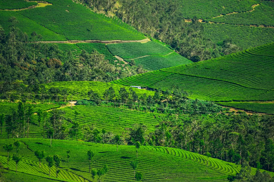 Photo of Kannan Devan Tea Factory Devikulam, Devikulam by Bongyatri - Sourav and Anindita