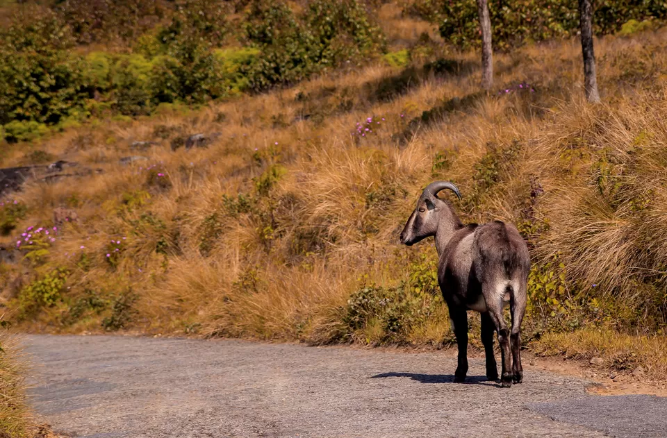 Photo of Eravikulam National Park, Kannan Devan Hills by Bongyatri - Sourav and Anindita