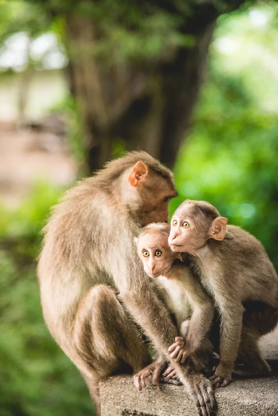 Photo of Chinnar Wildlife Sanctuary, Munnar by Bongyatri - Sourav and Anindita