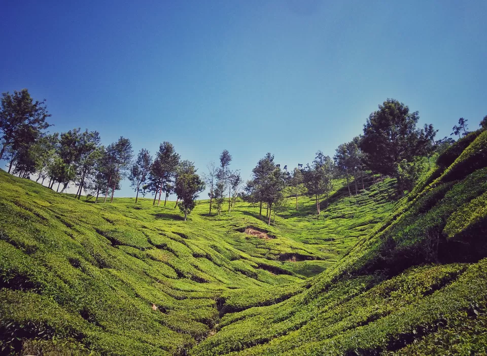 Photo of Photo point, Munnar by Bongyatri - Sourav and Anindita
