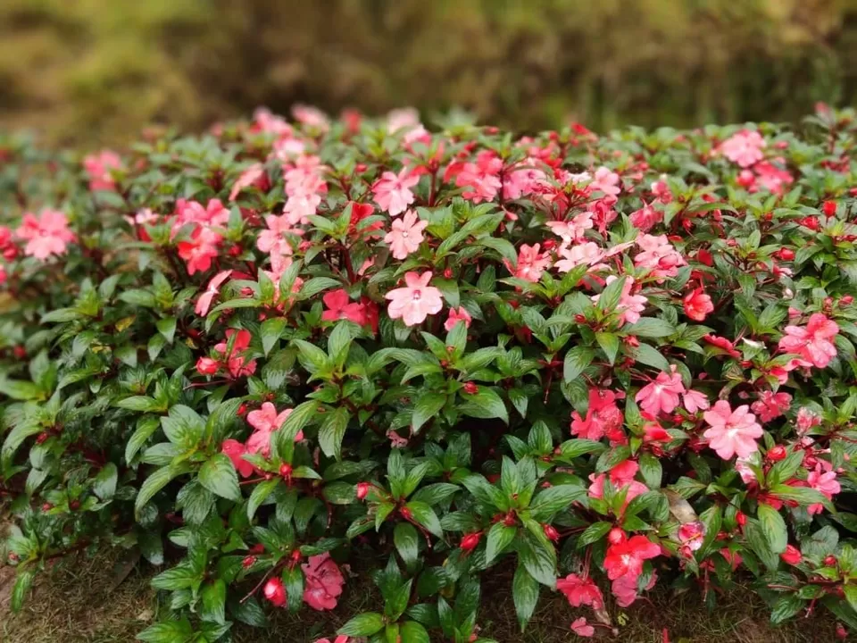 Photo of Rose Garden Munnar, Verkadu by Bongyatri - Sourav and Anindita