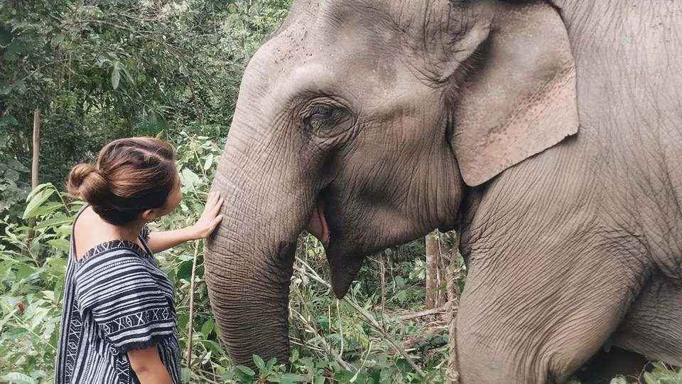 Photo of Carmelagiri Elephant Park, Kannan Devan Hills by Bongyatri - Sourav and Anindita