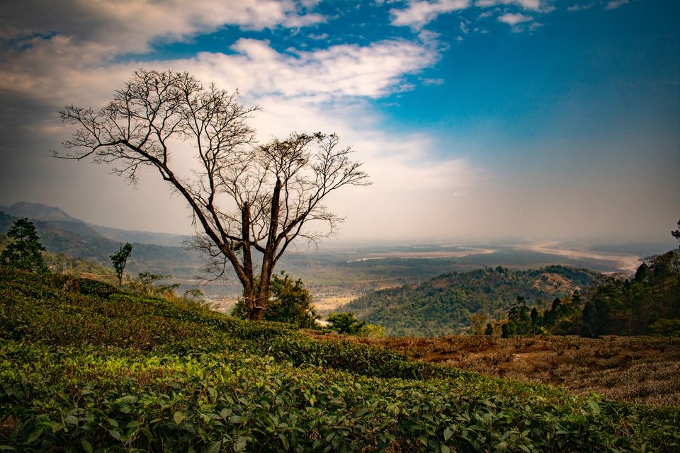 Photo of Happy Valley Tea Estate, Darjeeling by Bongyatri - Sourav and Anindita