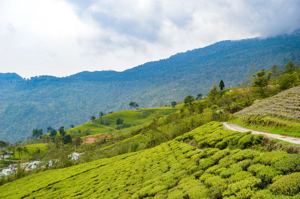Photo of Temi, South Sikkim by Bongyatri - Sourav and Anindita