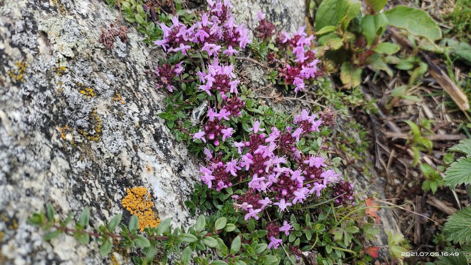 Photo of Pin Bhabha Trek: Know Everything before going. by PANKAJ KUMAR