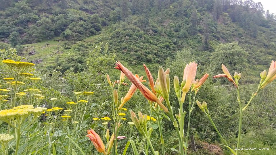 Photo of Pin Bhabha Trek: Know Everything before going. by PANKAJ KUMAR