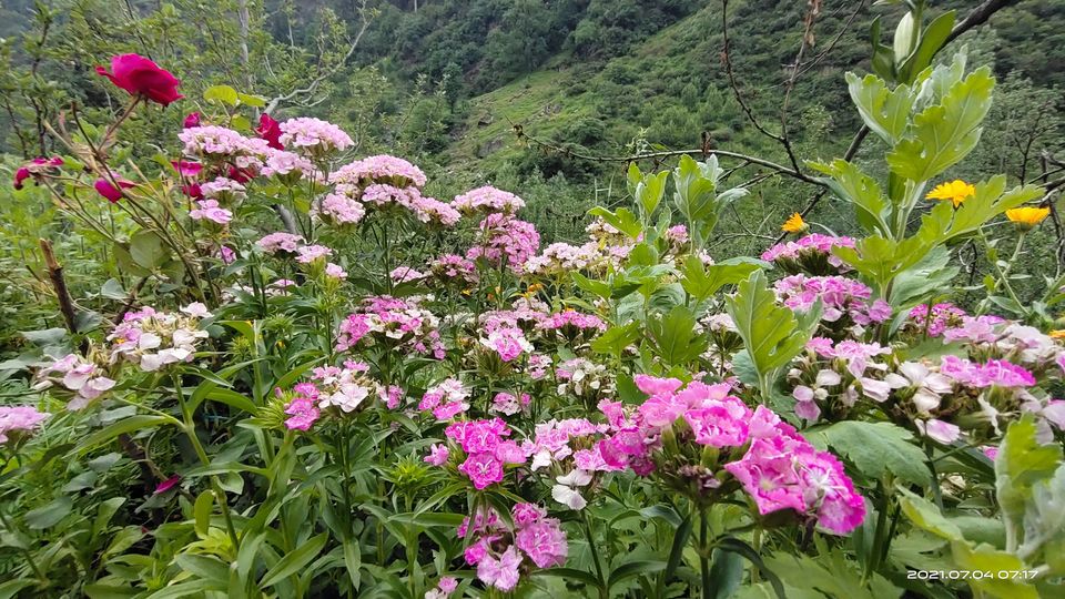 Photo of Pin Bhabha Trek: Know Everything before going. by PANKAJ KUMAR