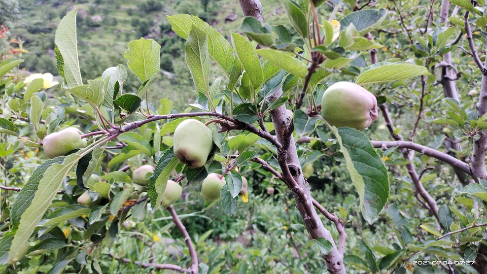 Photo of Pin Bhabha Trek: Know Everything before going. by PANKAJ KUMAR