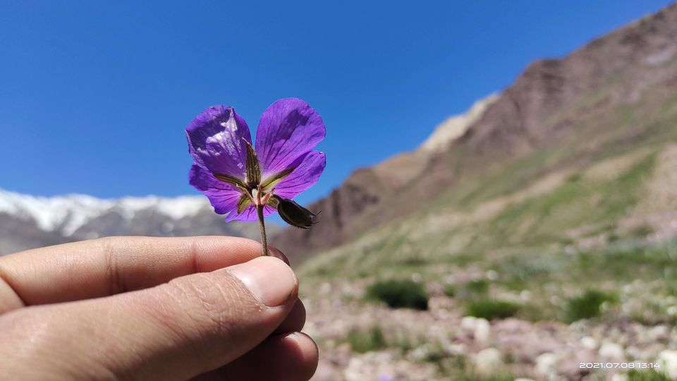 Photo of Pin Bhabha Trek: Know Everything before going. by PANKAJ KUMAR