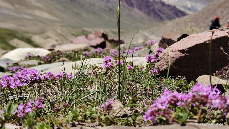 Photo of Pin Bhabha Trek: Know Everything before going. by PANKAJ KUMAR