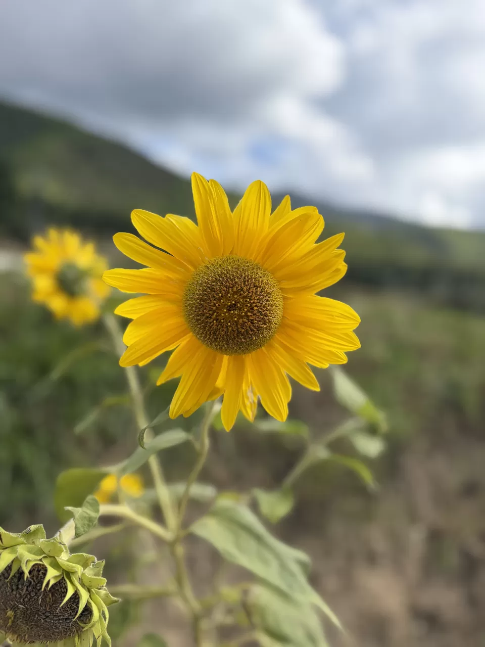 Photo of Never Go to Bhutan- You'll leave a part of yourself behind by Dr. Dhrubajyoti Sen