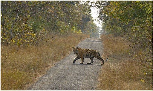 Photo of Umred Karhandla Wildlife Sanctuary by George T. George