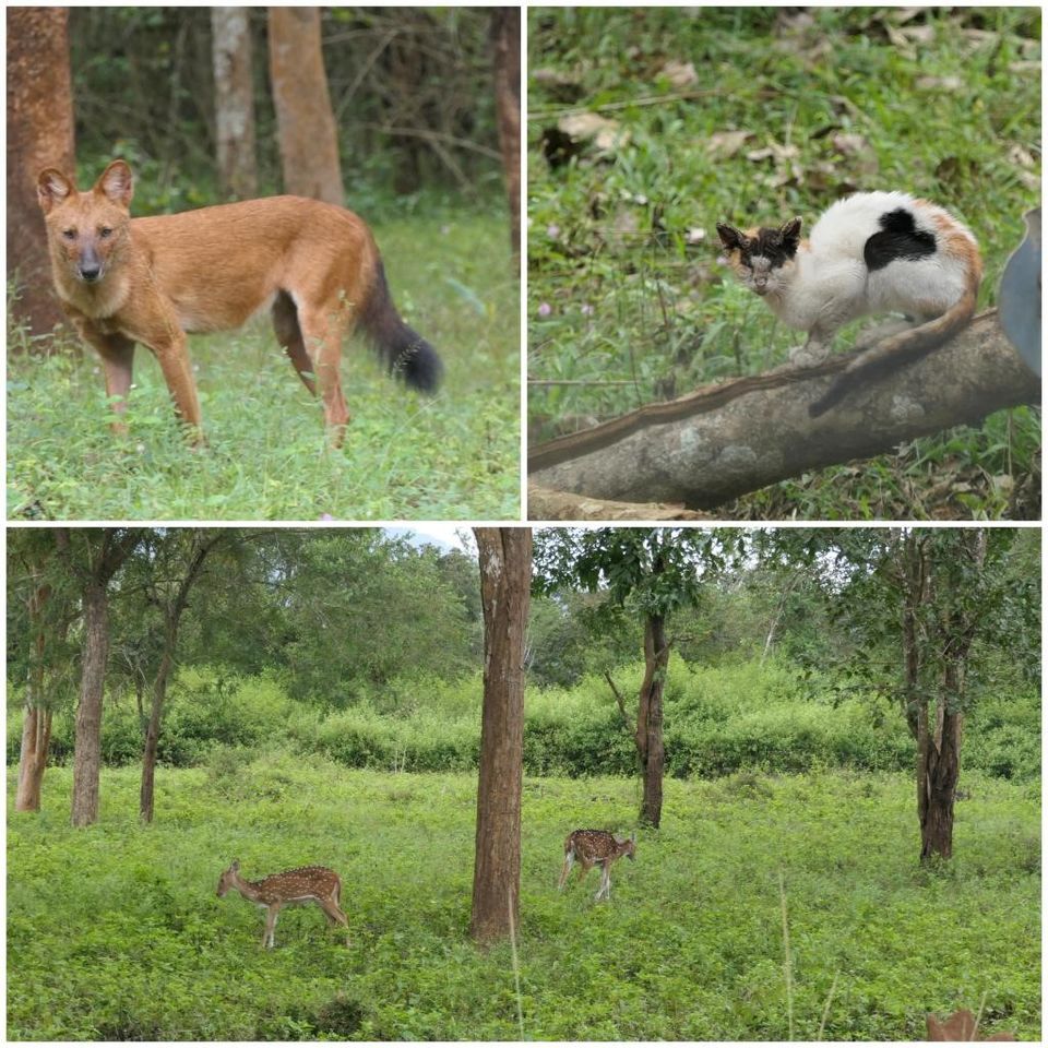 Photo of Hill Station, Beach, Backwaters, Forests and City Sights - All In Just Ten Days In God's Own Country by Rupa Abdi