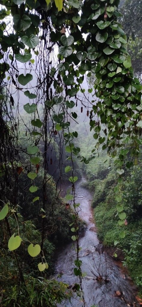 Photo of Hill Station, Beach, Backwaters, Forests and City Sights - All In Just Ten Days In God's Own Country by Rupa Abdi