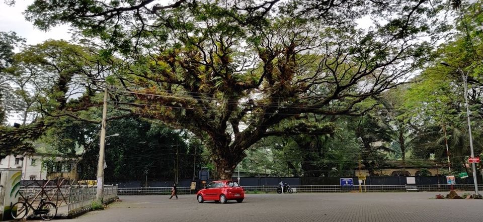 Photo of Hill Station, Beach, Backwaters, Forests and City Sights - All In Just Ten Days In God's Own Country by Rupa Abdi