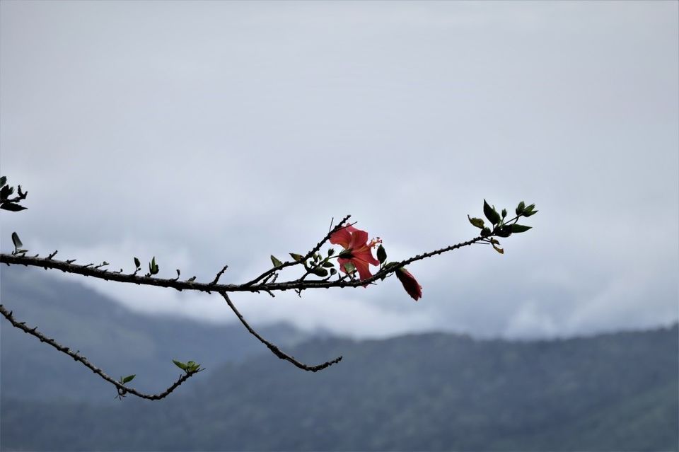 Photo of Hill Station, Beach, Backwaters, Forests and City Sights - All In Just Ten Days In God's Own Country by Rupa Abdi