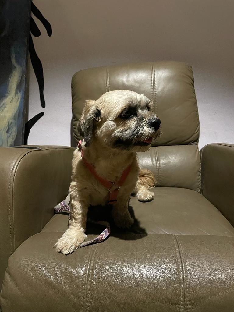 Photo of Go to These Exotic Cafes in Delhi NCR to Spend Pawsome Time with Your Fur Baby by Saheli Bera