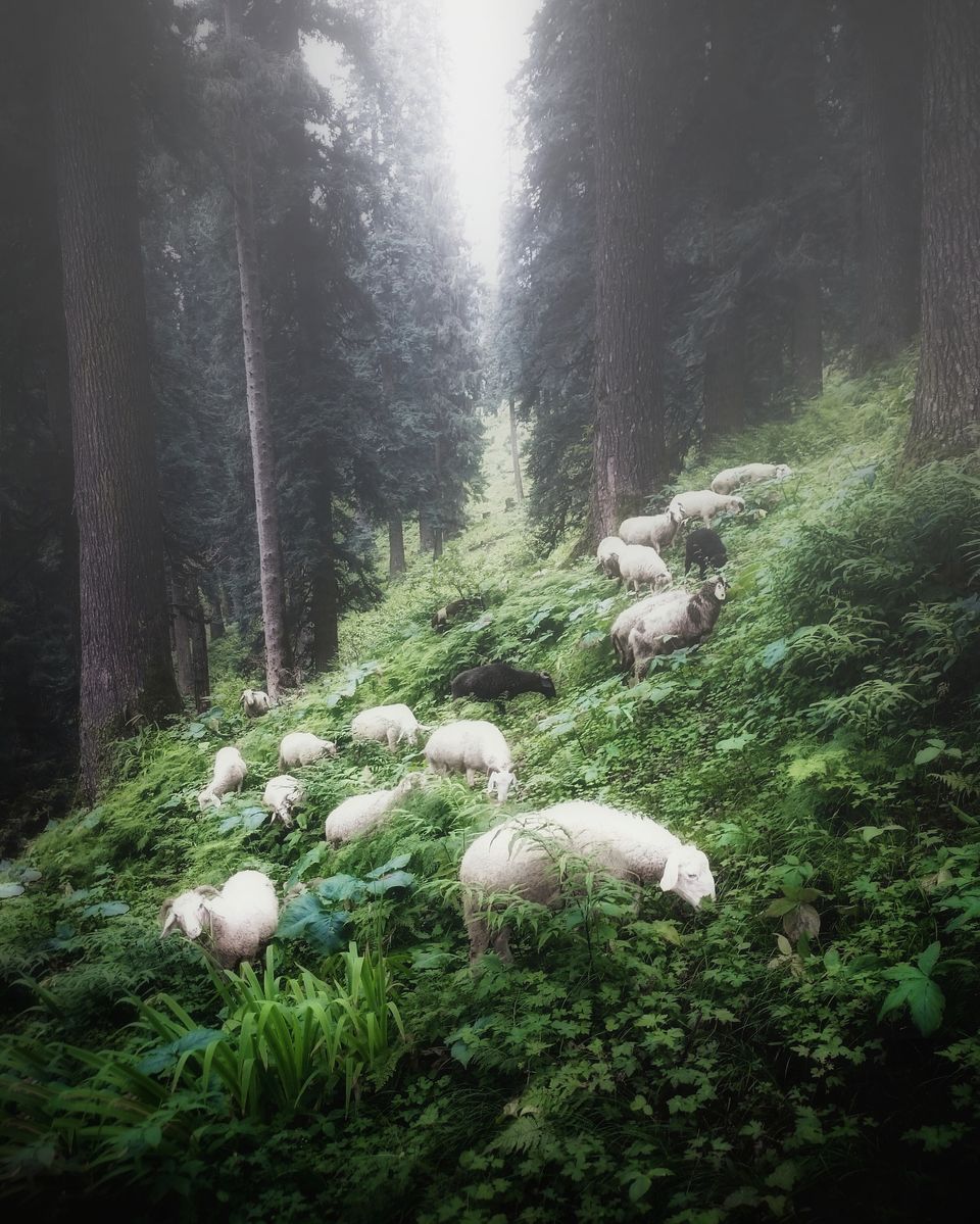 Photo of This Quaint Village In Parvati Valley Is A Hidden Gem That You Should Explore! by Aman Vp