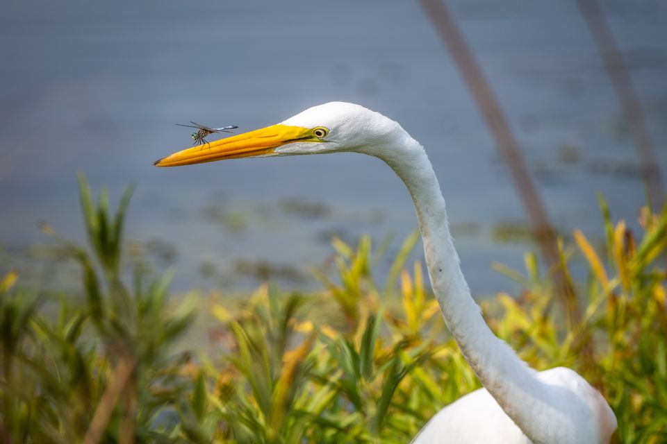 Photo of Bird Island to Secret Beaches, Here's Your Ultimate Guide for Alleppey in 2022! by Shraddha Bansode 📸