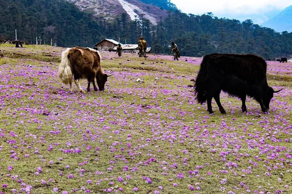 Photo of Yumthang Valley Natural Reserve, North Sikkim by Preetish Priyadarshi