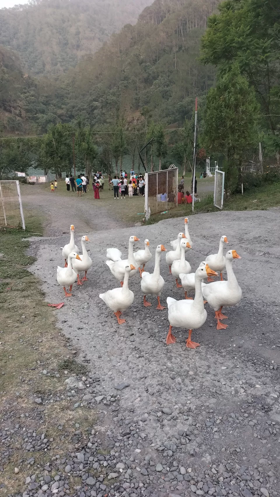 Photo of Sattal: Uttrakhand's Pristine Lakes and Wilderness by Esther Phaipi