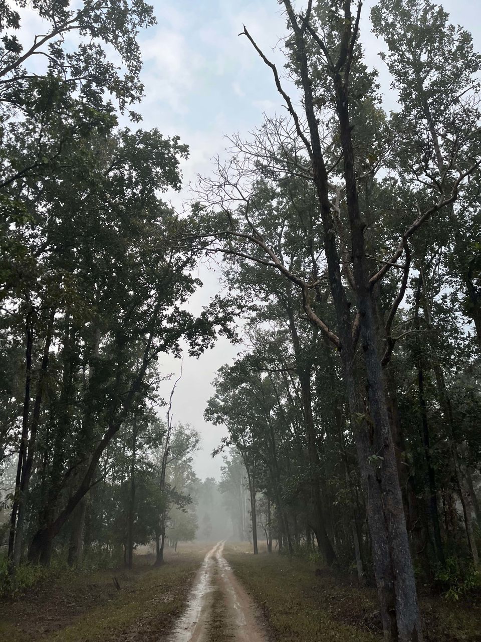 Photo of Majestic Kanha by Santhosham