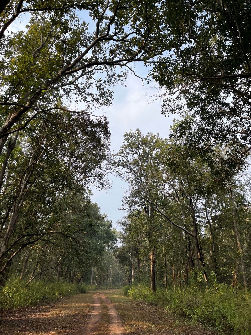 Photo of Majestic Kanha by Santhosham
