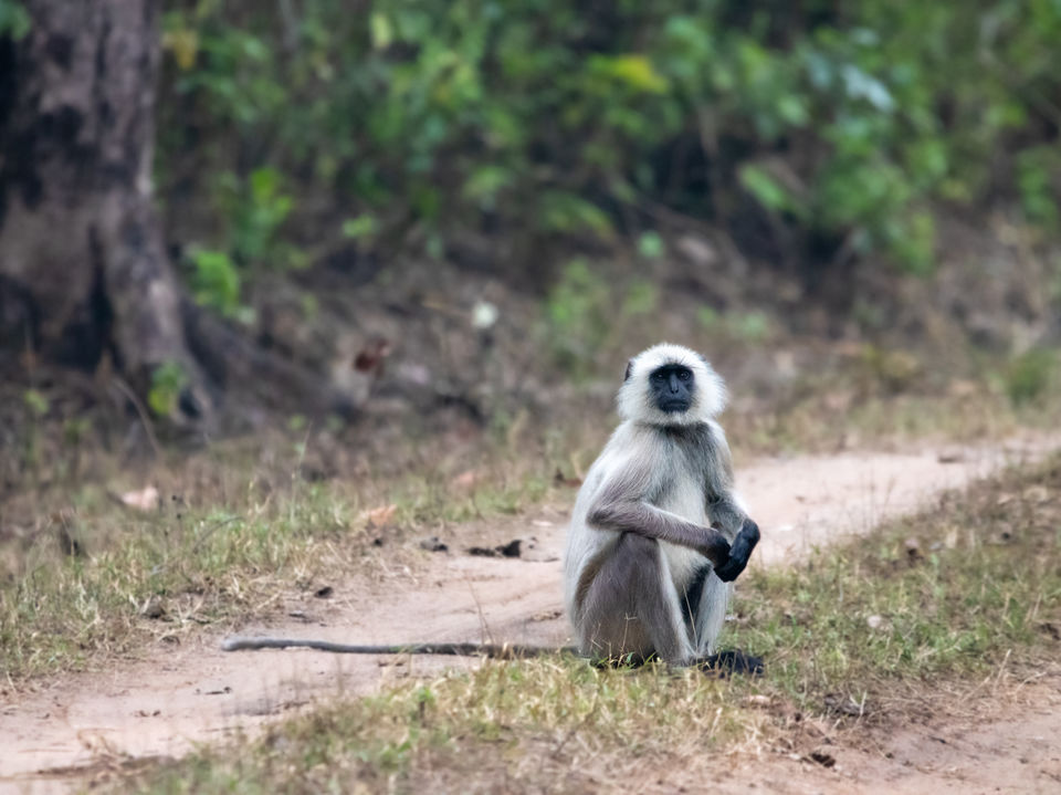 Photo of Majestic Kanha by Santhosham