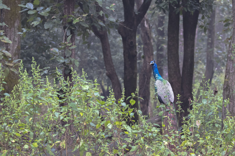 Photo of Majestic Kanha by Santhosham