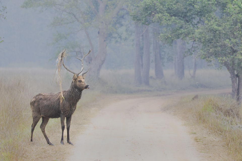 Photo of Majestic Kanha by Santhosham