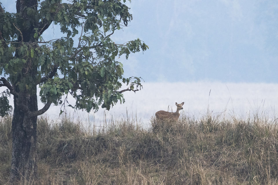 Photo of Majestic Kanha by Santhosham