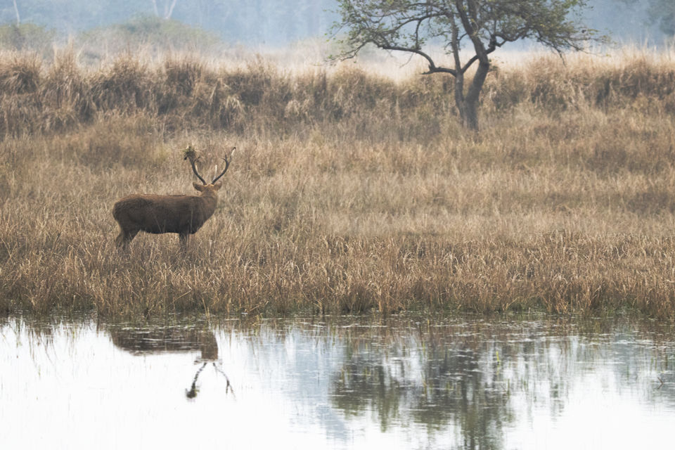 Photo of Majestic Kanha by Santhosham