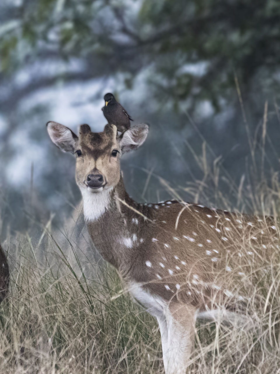 Photo of Majestic Kanha by Santhosham